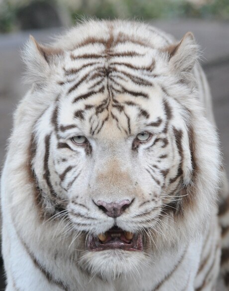 White Tiger