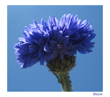 Blauw