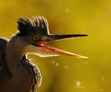 Reiger in het avondlicht