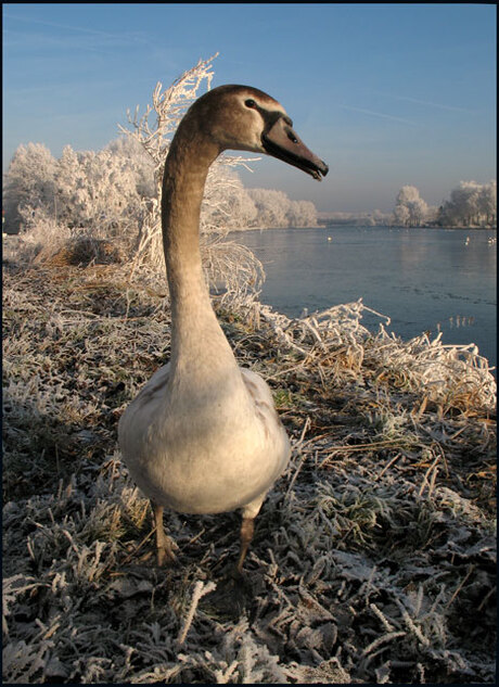 zwaan op winterse oever