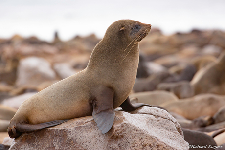 Kaapse pelsrob - (Arctocephalus pusillus)