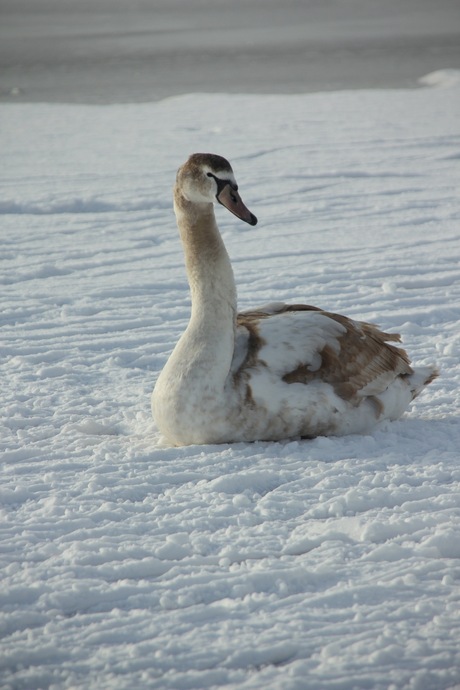 Frozen Swan Lake - part 3