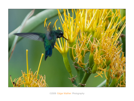 Groene kolibrie