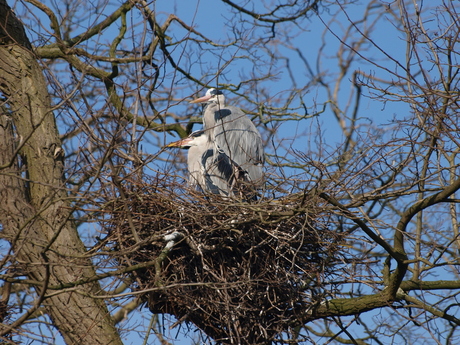 Reigers in het nest