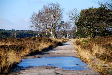 Kalmthoutse heide