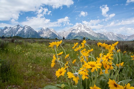 Bergachtig landschap met gele bloemen op voorgrond