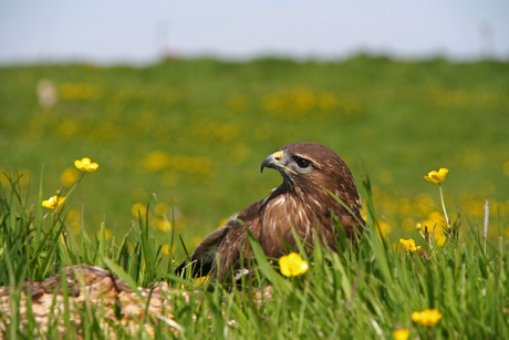 Europese buizerd