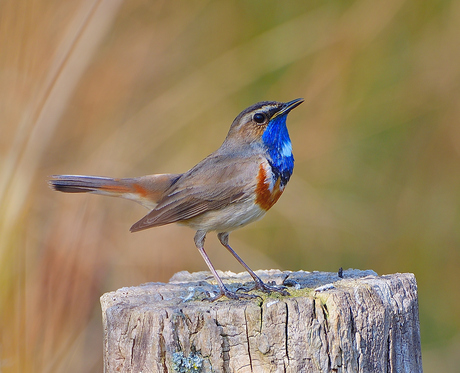 blauwborst