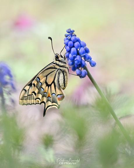 Koninginnepage op blauwdruifje