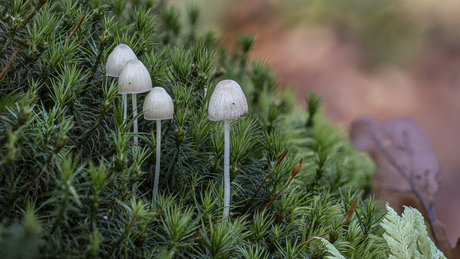 Dennenkleefsteelmycena