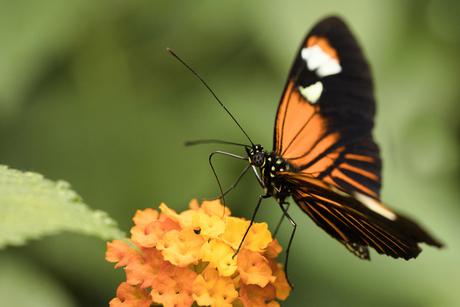 Heliconius Melpomene