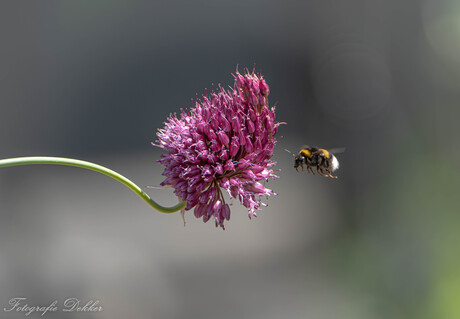 Hommel