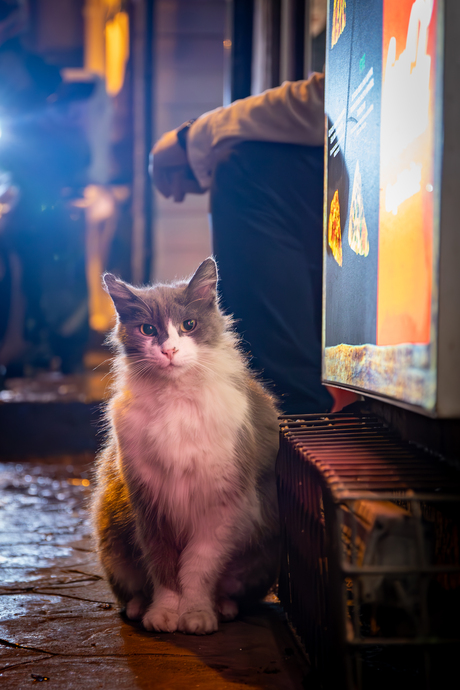 Cats of Istanbul