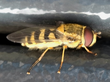 Kleine bandzweefvlieg