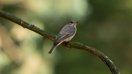 Grauwe vliegenvanger