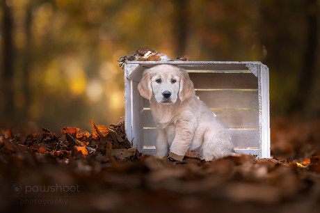 Puppy zoekt bescherming voor de herfst