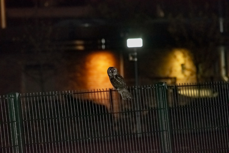 Velduil langs het metro spoor 