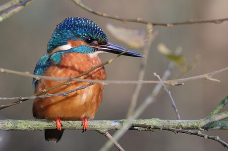 ijsvogel .