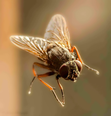 Huisvlieg.