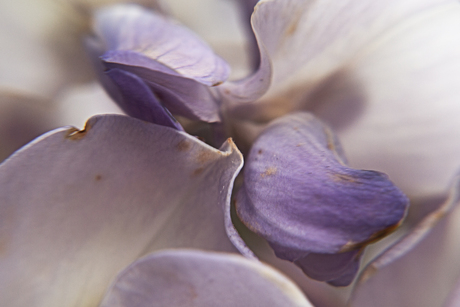 blauwe regen