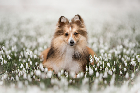 Sneeuwklokje