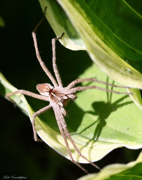 kraamwebspin