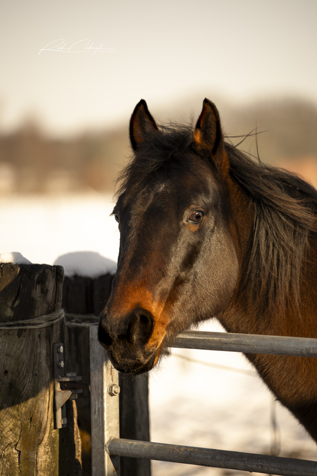 Horses and snow