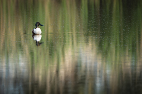 Reflections