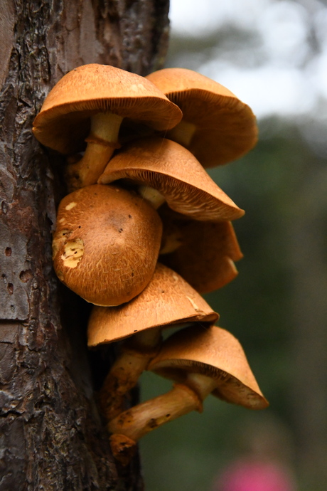 de herfst komt uit de boom