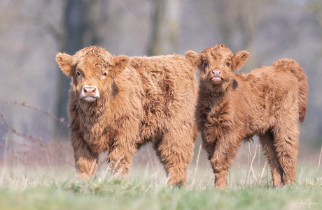 Twee jonge hooglander kalfjes