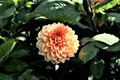 mooie zalm kleurige dahlia