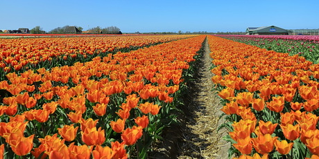 tulpenvelden in de kop van Noord-Holland