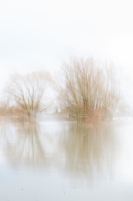 Hoog water in de waal