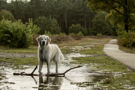 De trotse avonturier