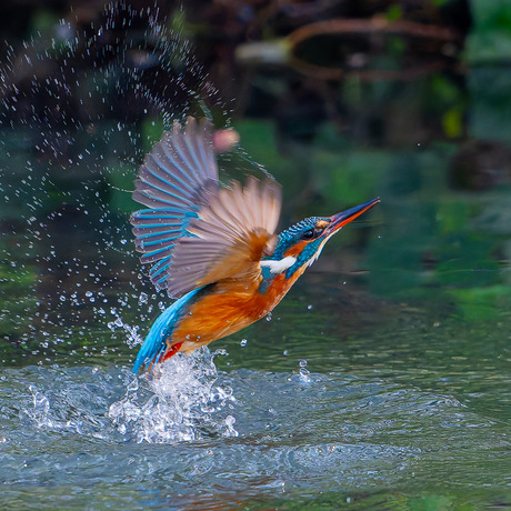 Ijsvogel uit het water