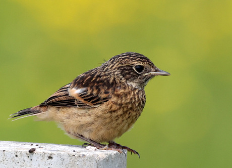 roodborst tapuit vrouw