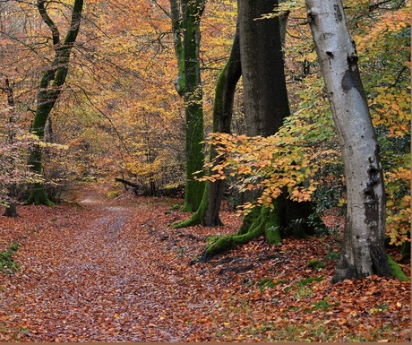 Dansende bomen 