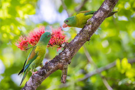 Koppeltje Toviparkieten