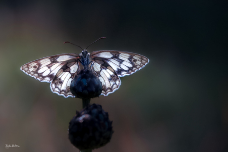 Vlinder in de vroege ochtend in België.