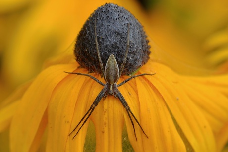 Spin op gele bloem