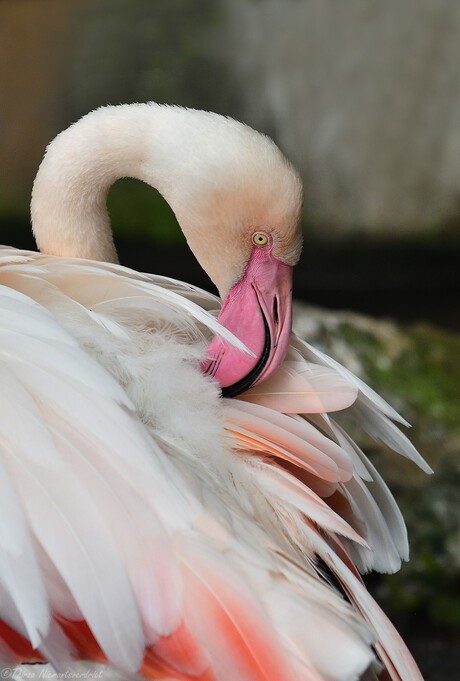 Shiny Feathers