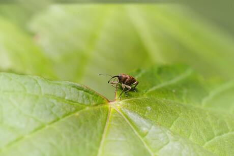 Klein insect op klaver