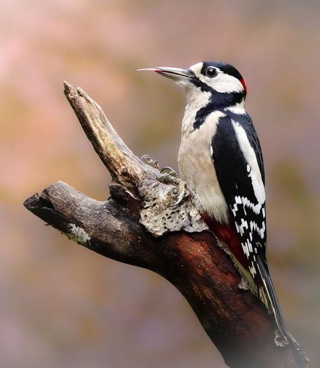 De Grote Bonte Specht
