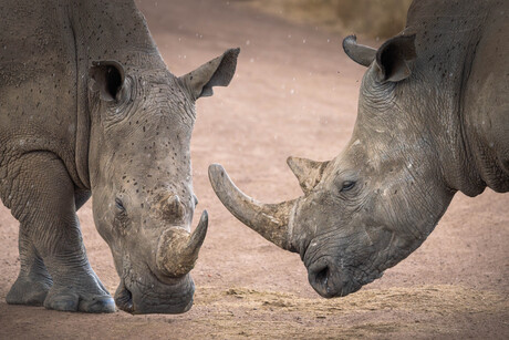 2 rhinos