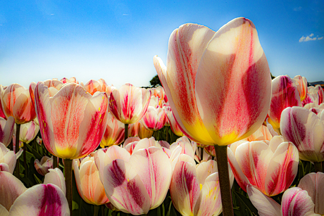 Tulpenveld