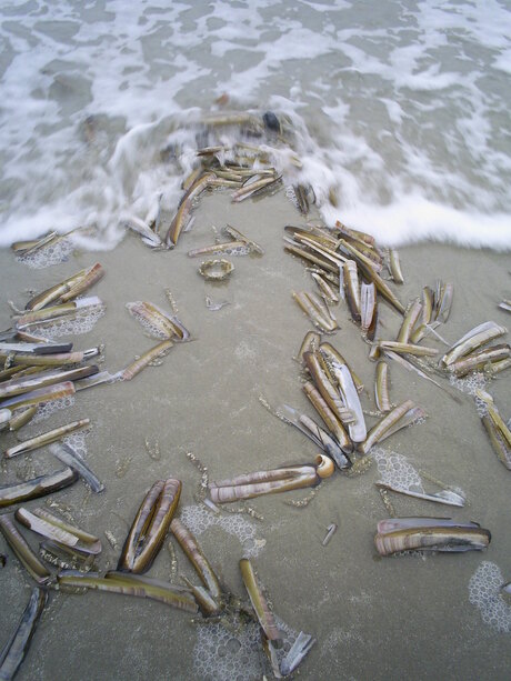 schelpen op het strand met opkomend water