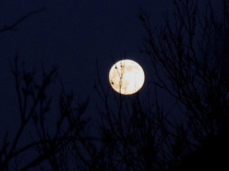 Vollemaan door de boom