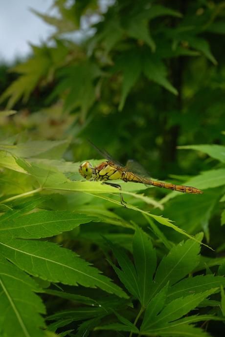 libelle op blad