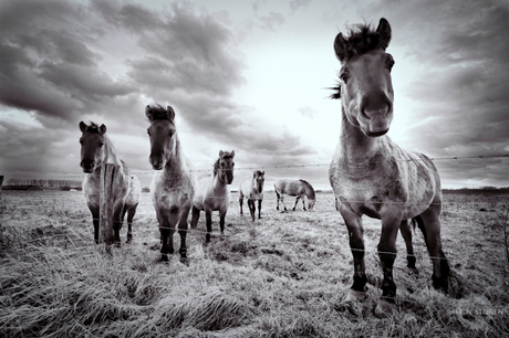 Paarden op de Maas oever