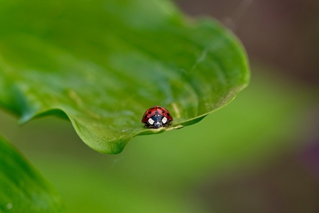 Aziatisch lieveheersbeestje op blad